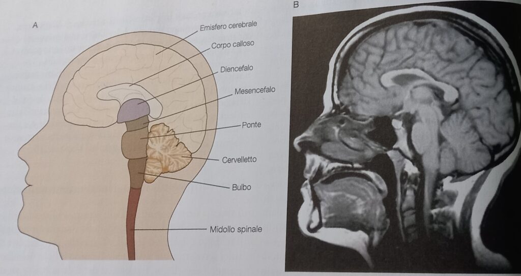 Suddivisione grafica delle sette aree del cervello