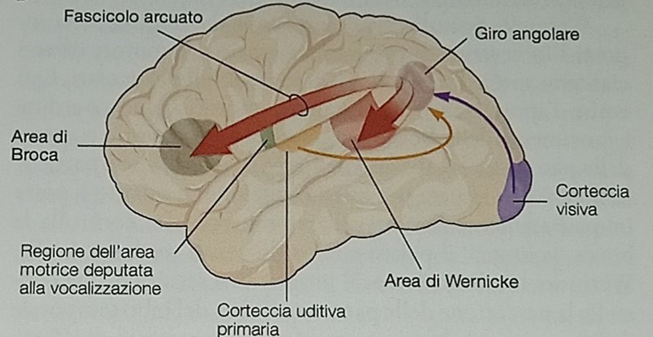 Visione grafica dell'area di Broca, di Werbicke e altre regioni