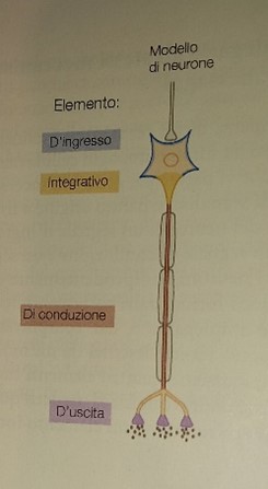 neurone 2