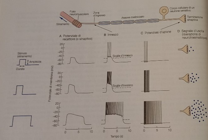 neurone 3