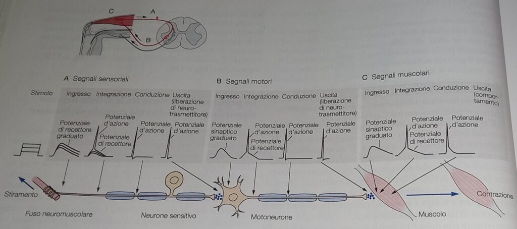 neurone 4