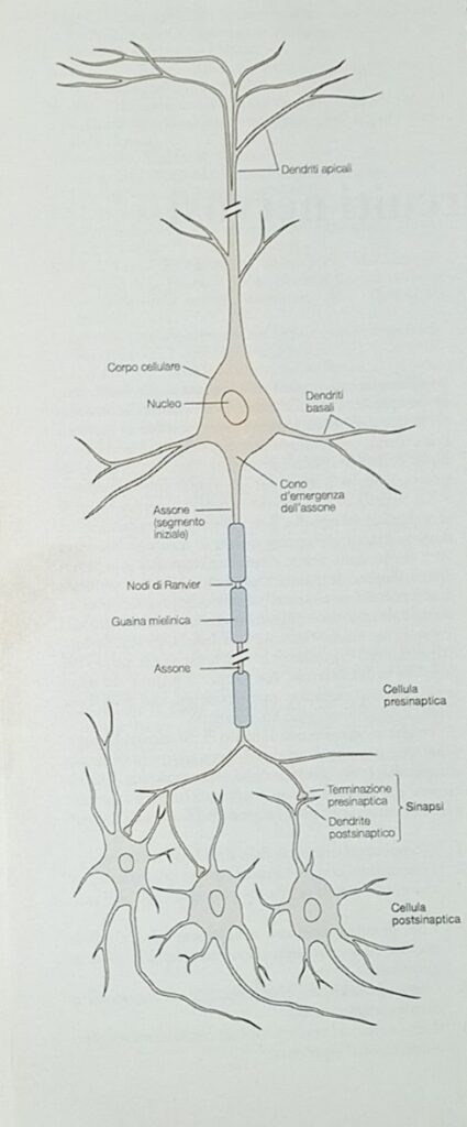 struttura di un neurone