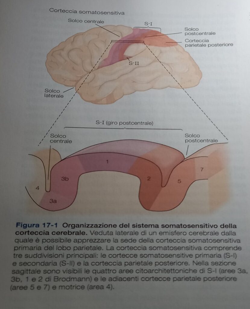 organizzazione del sistema somato-sensitivo della corteccia cerebrale