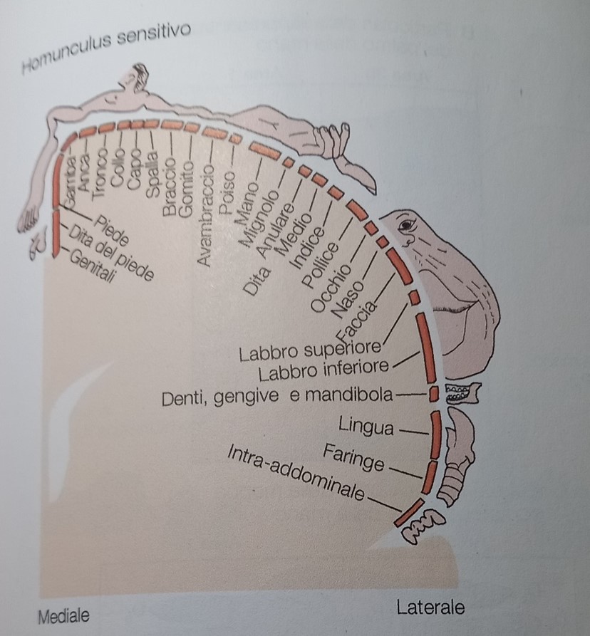 Homunculus sensitivo: mappa che riproduce le aree del corpo sensoriale a livello corticale