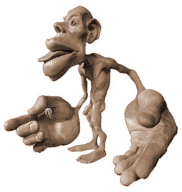 Homunculus di Penfield, rappresentante il sistema sensitivo umano