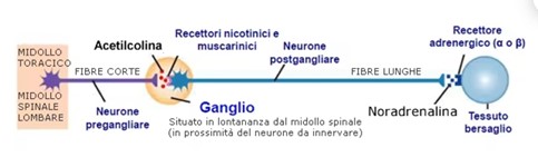 Fibre corte e lunghe pre e post gangliari del midollo toracico e midollo spinale lombare