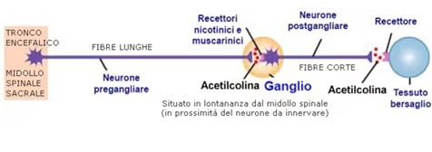 gangli del tronco encefalico e del midollo spinale sacrale