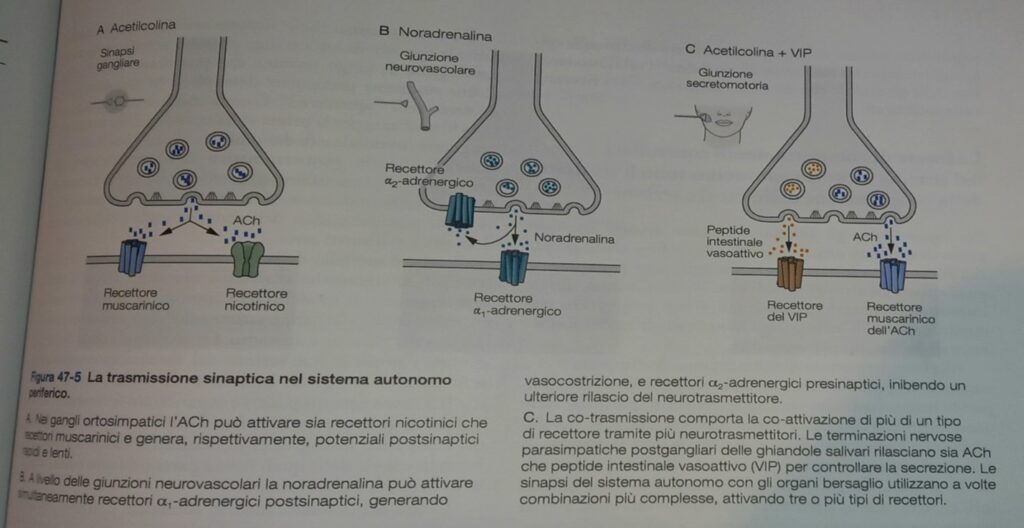 La trasmissione sinaptica nel sistema nervoso autonomo periferico.