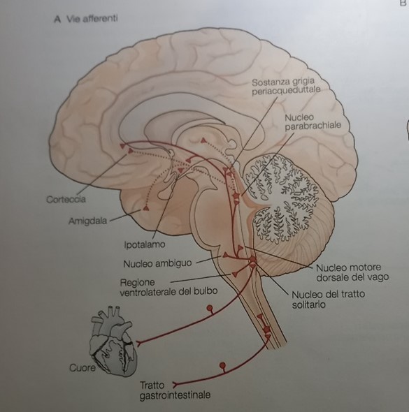 A- Rete neurale del sistema nervoso autonomo.