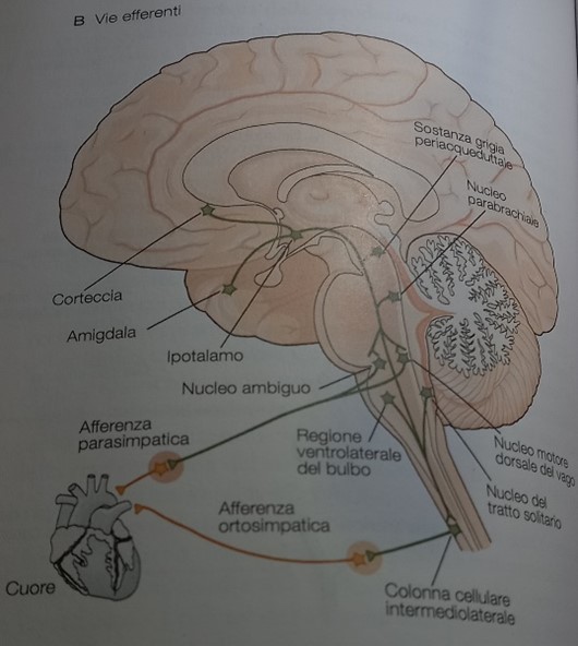 B - Rete neurale del sistema nervoso autonomo.