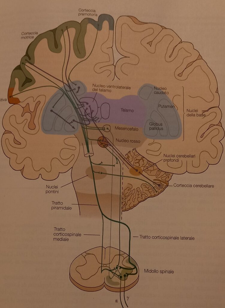 Sistema motorio volontario. Pag.367 Principi di neuroscienze, quarta edizione italiana; E.R.Kandel, J.H.Schwartz, T.M. Jessel, S.A.Siegelbaum, A.J.Hudspeth. Casa Editrice Ambrosiana.