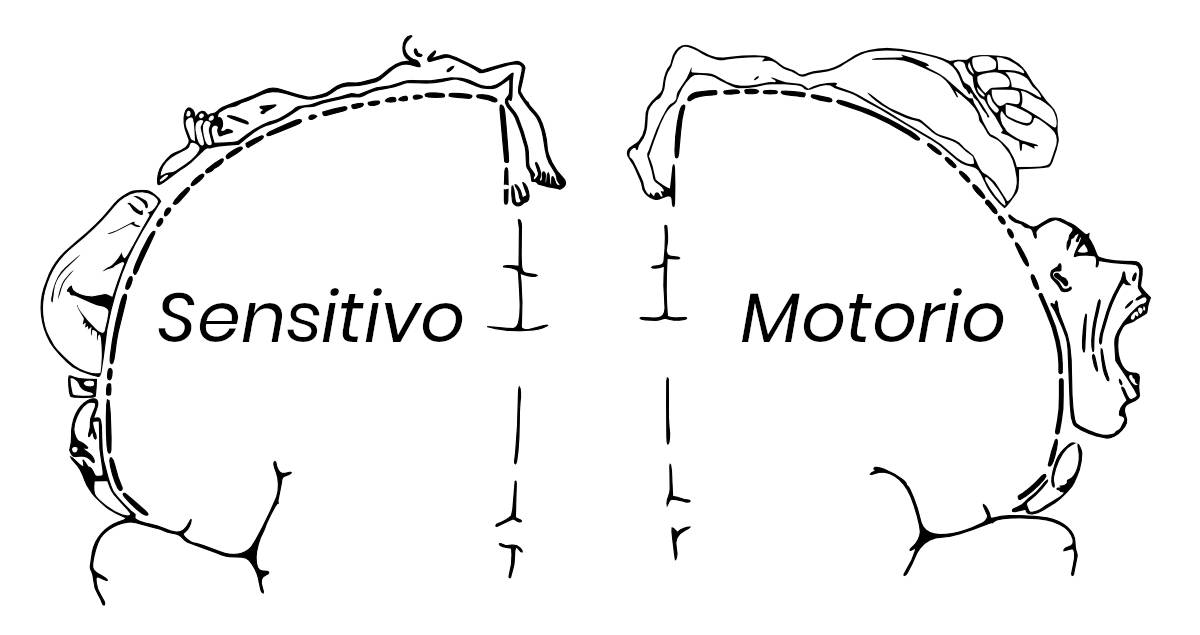 L’ORGANIZZAZIONE E LA PIANIFICAZIONE DEL MOVIMENTO