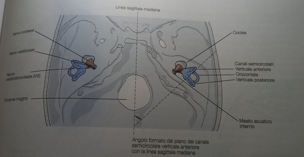 Disposizione simmetrica bilaterale dei canali semicircolari dei due lati del capo